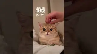 Chill cat vibes