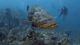 2023 July -Diving in Cuba