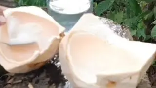Coconut good for the body / sweet jelly coconut / coconut cutting skills