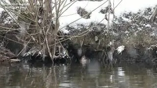 Tachybaptus ruficollis (Podiceps ruficollis, Little grebe, Малая поганка) Shodnya river, Moscow 2015