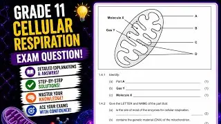 Grade 11 Cellular respiration Exam Question Answered | November Final Exams