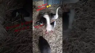 part 2 building a goose nest! interested? #geese #nesting #nest #goosenest #africangoose #mating