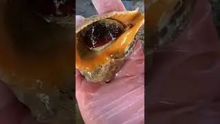 Walk by the sea - this conch is so big