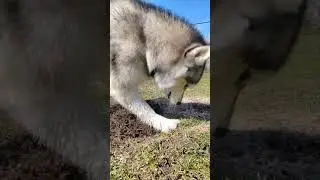 Пёсик дивный, вид массивный, нюх стабильный, шаг спортивный, это тигр-львиный лев-тигриный волкодав
