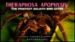 The Pinkfoot Goliath Bird Eater: Theraphosa apophysis - Tarantula documentary