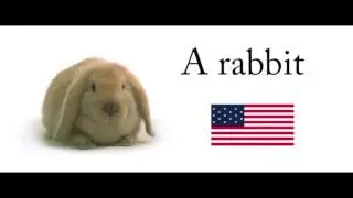 Pets vocabulary in English