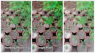 Nothing Phone 1 vs Google Pixel 6a vs IPhone 13 | Camera  Test
