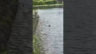 Diving ducks