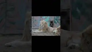 Minecraft x zoo! #minecraft #zoo #lion #tiger #black #foryou