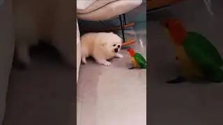 parrot fighting with puppy 😂😂🦜🐶#cuteanimal #dog #petlover #parrot #bi #shortsfeed #ytshorts #shorts