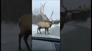Real Life MEGALOCEROS?! 🦌😱 Giant Elk Stops Traffic #shorts