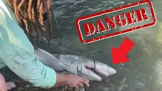 Catching Lemon SHARKS In 3 Feet Of Water Off The Bridge