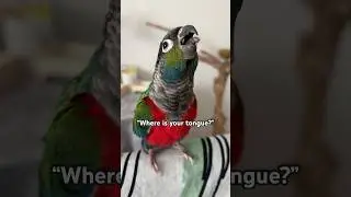 Crimson Bellied Conure Parrot Sticks Out Tongue | BirdNerdSophie #parrot #conure #funnyanimals