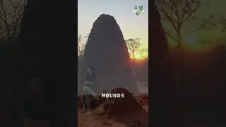 The Amazing Architecture of Termite Mounds