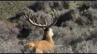 Trophy Stag Hunting in New Zealand