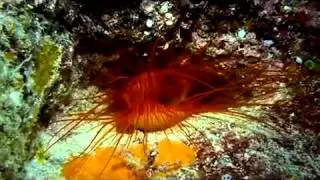 Diving - ウコンハネガイ