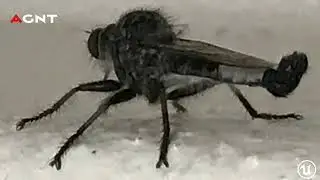 AGNT | Insects & Invertbr. | Arthropod & Asilidae | Efferia Aeustans | Flies | Robber Flies | UE5 4K
