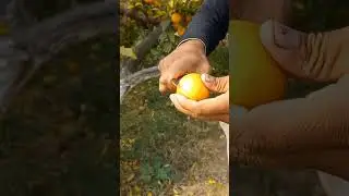 orange bagh /malty ka baagh