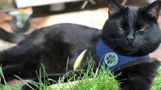 Adventure Cat&rsquo;s Outdoor Excursions