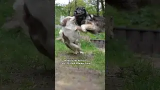 Reality of having a Border Collie and a Husky Mix 🐶😂 #cutedogs #funny #dog #pet #funnydog