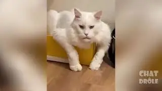 Video de Chat mignon et dr&ocirc;le 2021 ( essayez de ne pas rire 😂😂😂😂)
