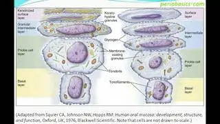 Normal periodontium Part II (Gingival epithelium)