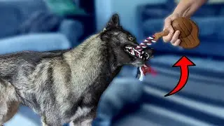 These Dog Toys Smell Like FOOD!