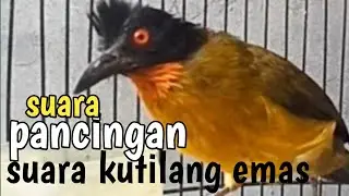 suara pancingan kutilang emas bahan