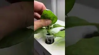 Ahopegarden-Have you ever seen sunflowers growing in winter?