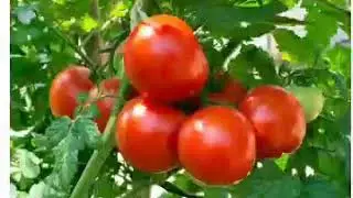 Tomato 30 Questions for Agriculture Competitive exam