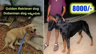 Doberman, Golden Retriever dogs for sale in Telugu/9014601979 /aj pets