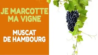 Provignage :  Marcottage de la vigne (raisin muscat de hambourg)