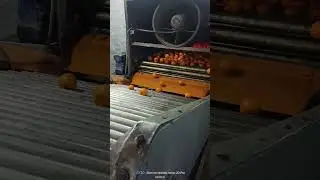 🍊kinnow waxing and grading machine🍊. #kinnow #manderin #citrus #export #contact #grading #machine #
