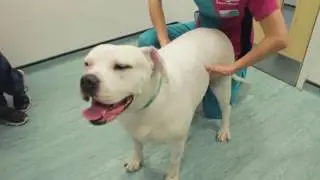 Meet the Fat Pets: Shyla's Joining Pet Fit Club