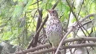 Song Thrush Songs & Mimicry in Forests