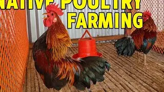 Rooster Crowing Sound Effect | Morning Farm Chicken Crow