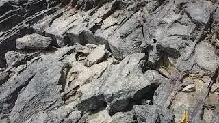 find crab under rock