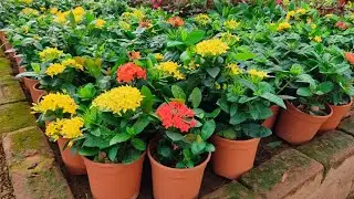 Best Flowering Plant - Ixora Plant Care with Prices in (Hindi)