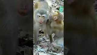 Rainbow and Angela grooming for Joyce. #angkorjungle  #viralshorts   #babymonkey #shorts #0891