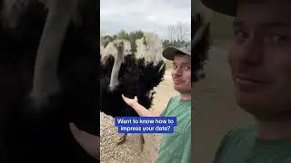 Ostrich dance
