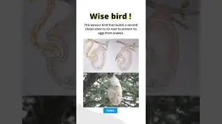 weaver bird that builds a second false door to its nest to protect  its family and eggs from snake!