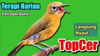 PLECI GACOR suara ngalas - TERAPI PLECI bahan Percepat Bunyi TopCer Langsung Nyaut | PANCINGAN PLECI