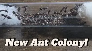 My NEW Colony of Ants!