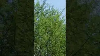 Fascinating Babul branches. #Nature trees. #babul#.#shorts