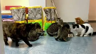 КОШКИ ПРОСЯТ ЕСТЬ/Апрель 2025 #приют номер 2 #katzenheim
