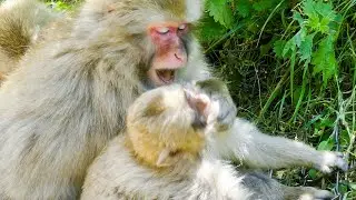 Mom Always Gives In in the End【Beautiful Wild Snow Monkeys in Hell Valley】