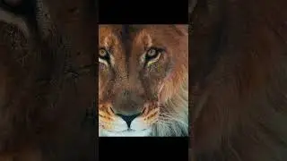 THE KING AWAKENS | Real HDR Animal Eyes