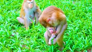 Oh//monkey Julie took baby LYNX from Mom Luna, only to see Luna abandon LYNX