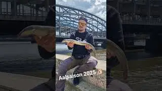 Aalsaison 2025 an der Elbe🤙🏻 #aalangeln #hamburg #riverfishing #2025shorts #angeln