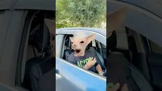Chunnu ne Munnu ka face Dog 🐶 wala bana diya #comedy #funny #shortsfeed #trending #viralvideo